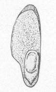 Cedrela pteraformis Cedrela pteraformis as Carpolithes pteraformis USNM Plate60 Fig5.jpg