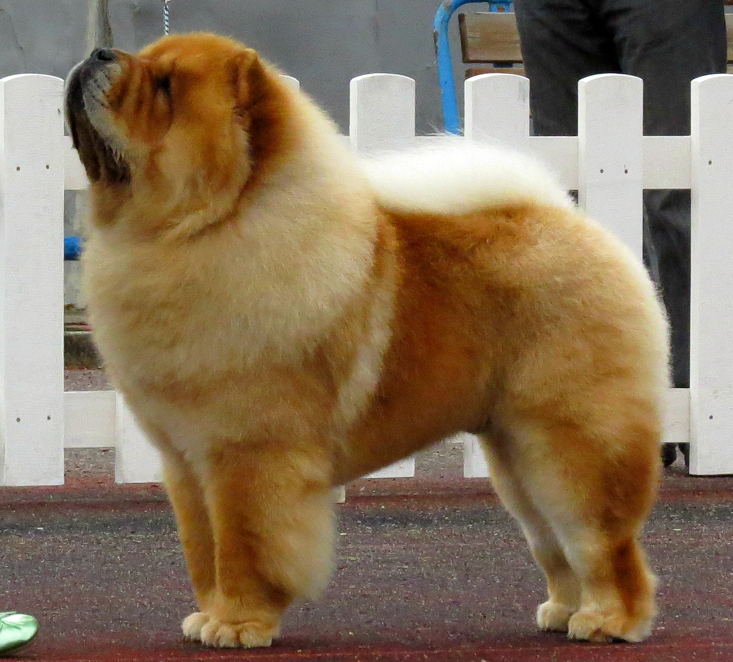 chow chow dog show