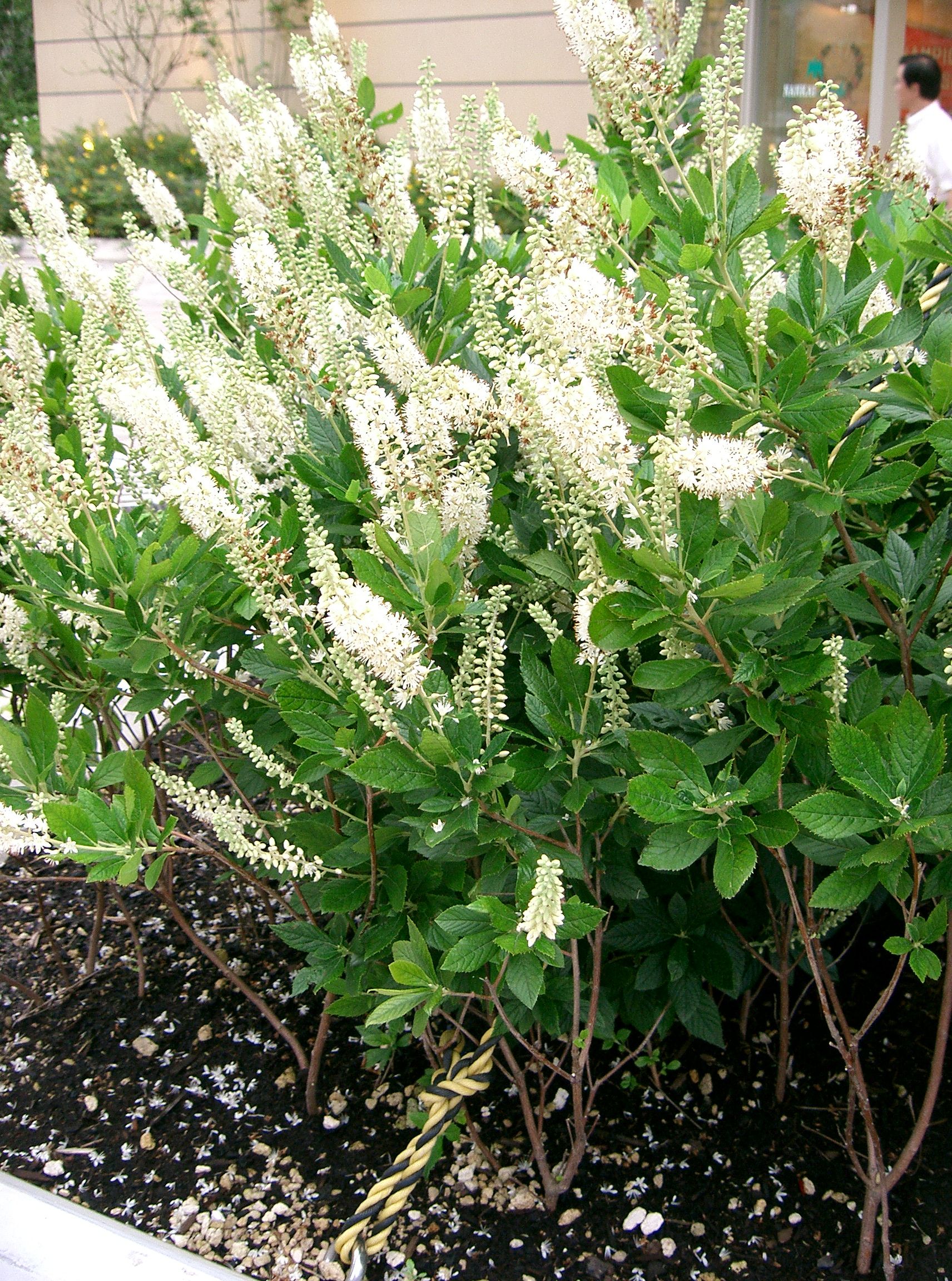 File:Clethra alnifolia1.jpg - Wikimedia Commons