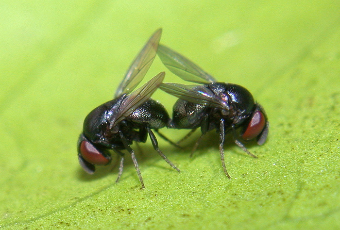 File:Cryptochetid flies mating.jpg