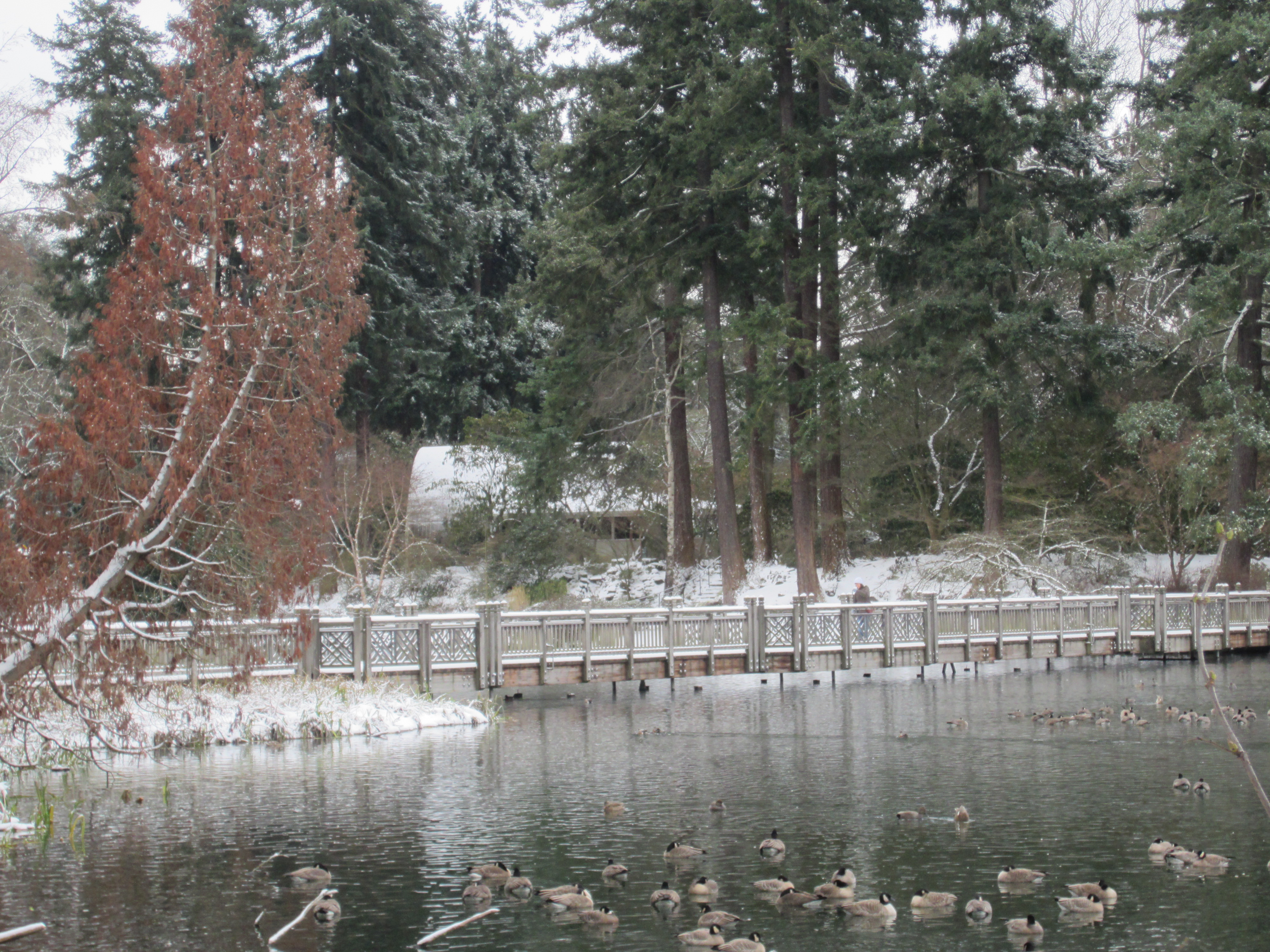 File Crystal Springs Rhododendron Garden Portland 2014 09 Jpg