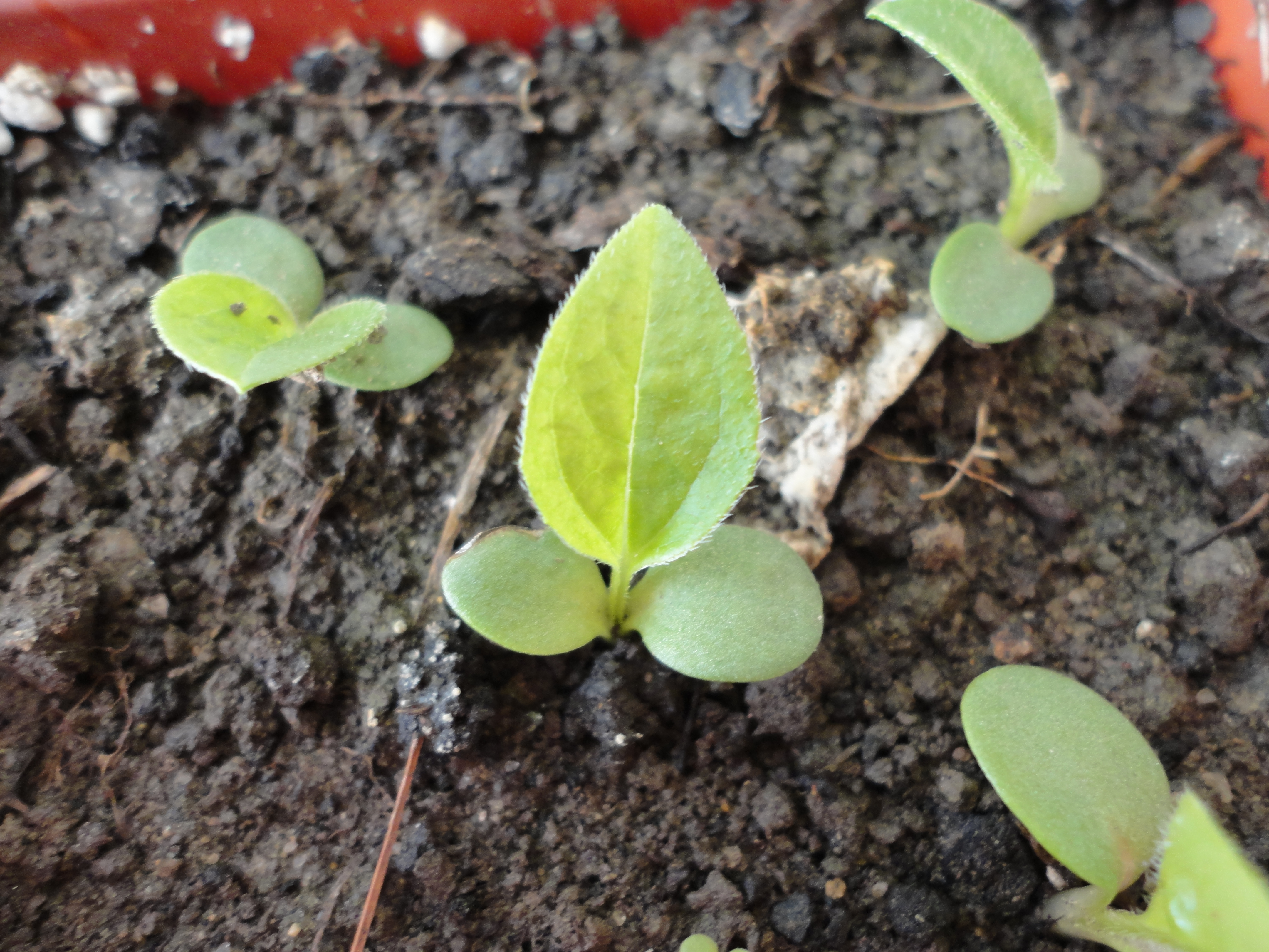 echinacea purpurea seedling