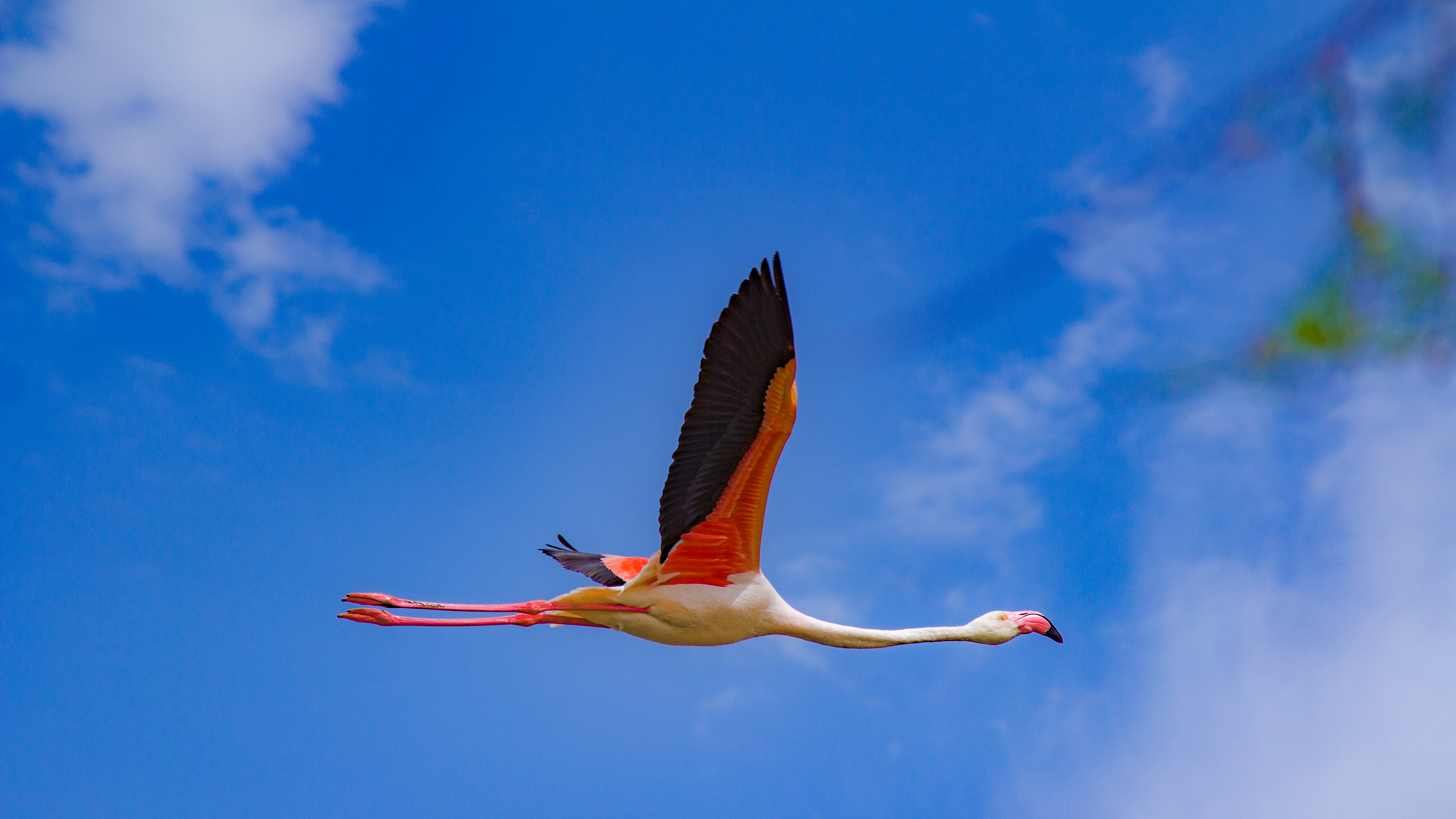 File:Flying pink flamingo, Parc Ornitologique de Ste Maries de la