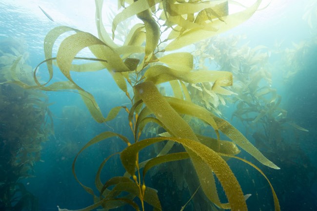 File:Giant Kelp.jpg