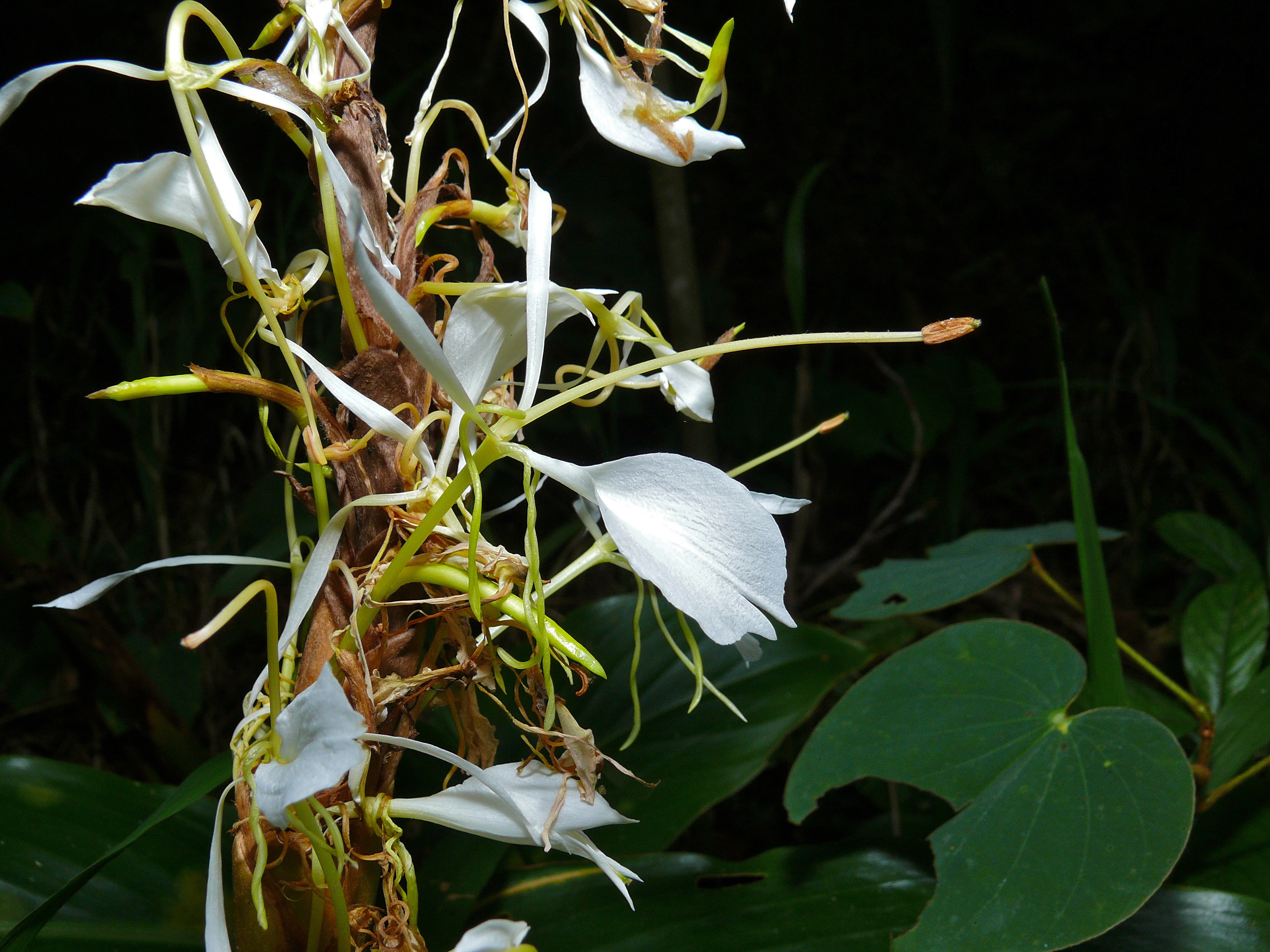 Gingerlily (Hedychium cylindricum) (8407997499).jpg