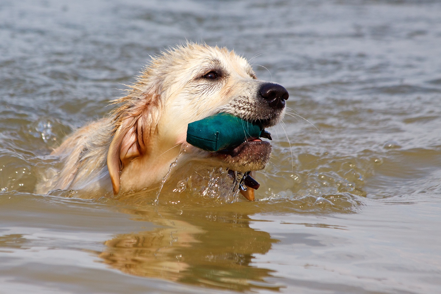 Golden retriever — Wikipédia