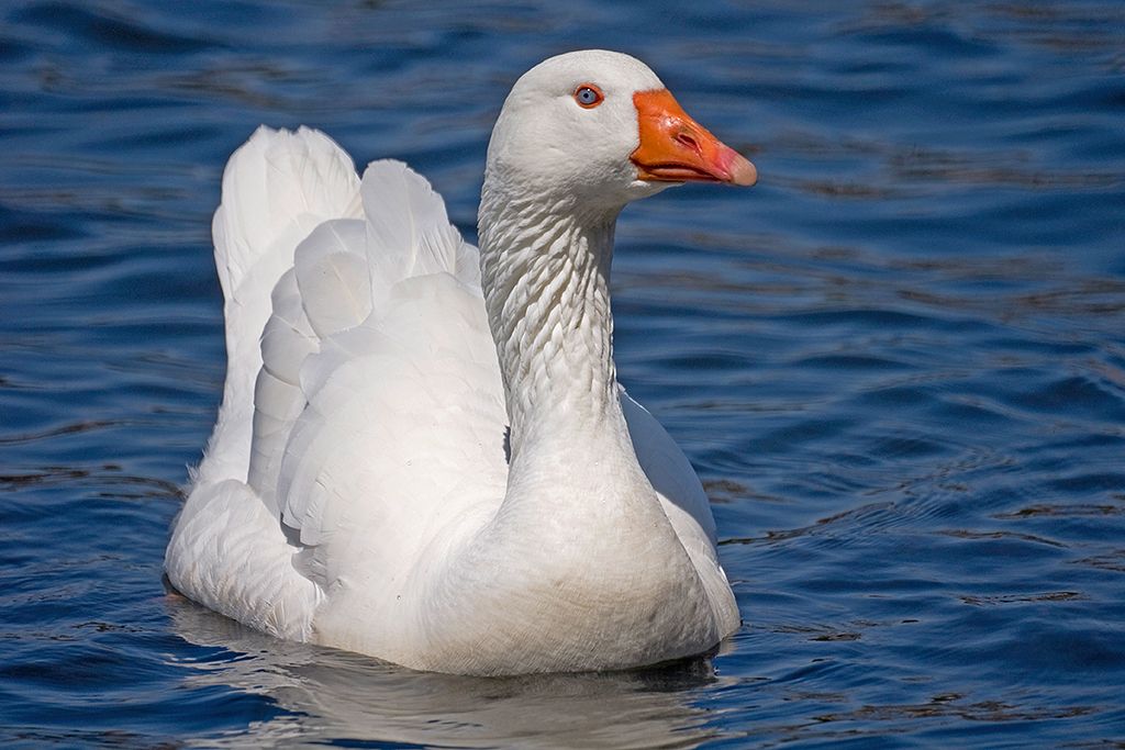 Гусь по английски. Гуськи. Goose English. Какова Гусь бывают цвета.