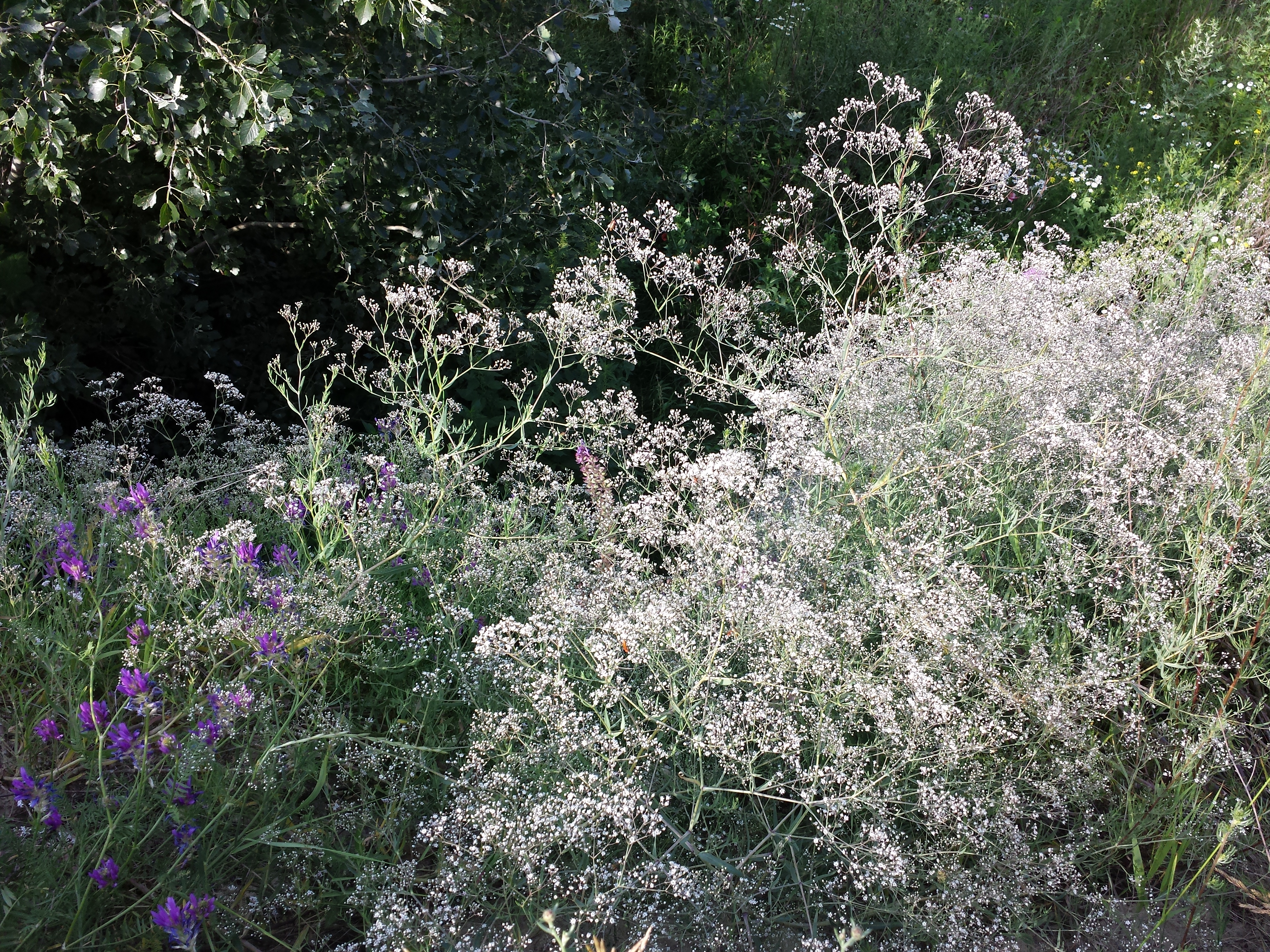 Pink Fairy Baby's Breath (Gypsophila paniculata 'Pink Fairy') in