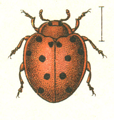 File:Henosepilachna.argus.jacobs73.jpg