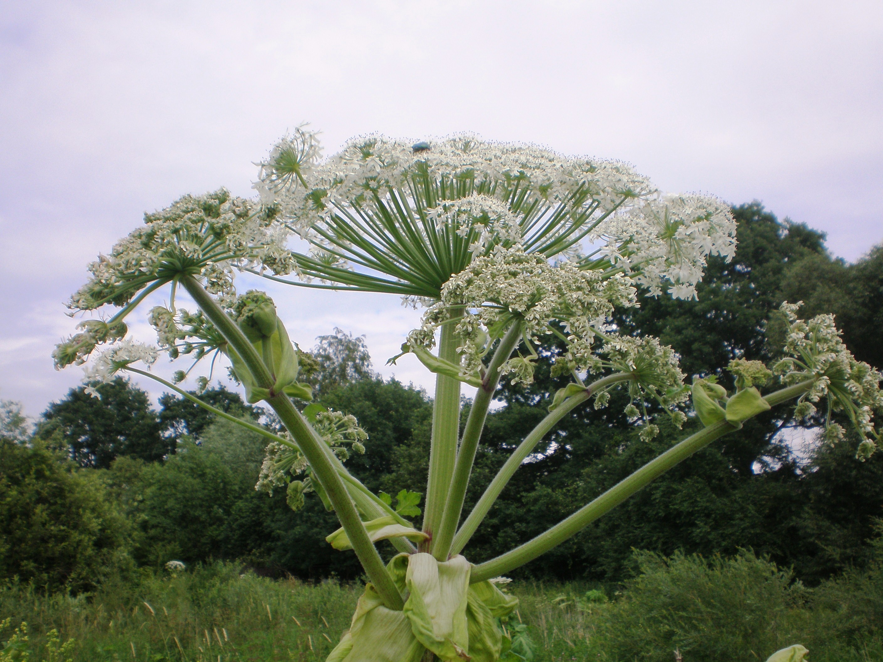 Heracleum Sosnowskyi 003