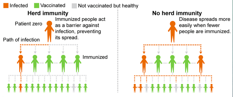 File:Herd Immunity vs Without Herd Immunity .png