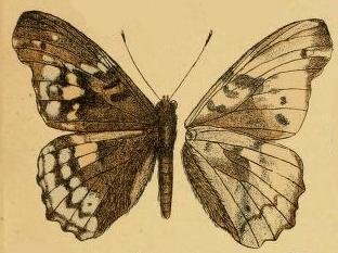 <i>Herona sumatrana</i> species of insect