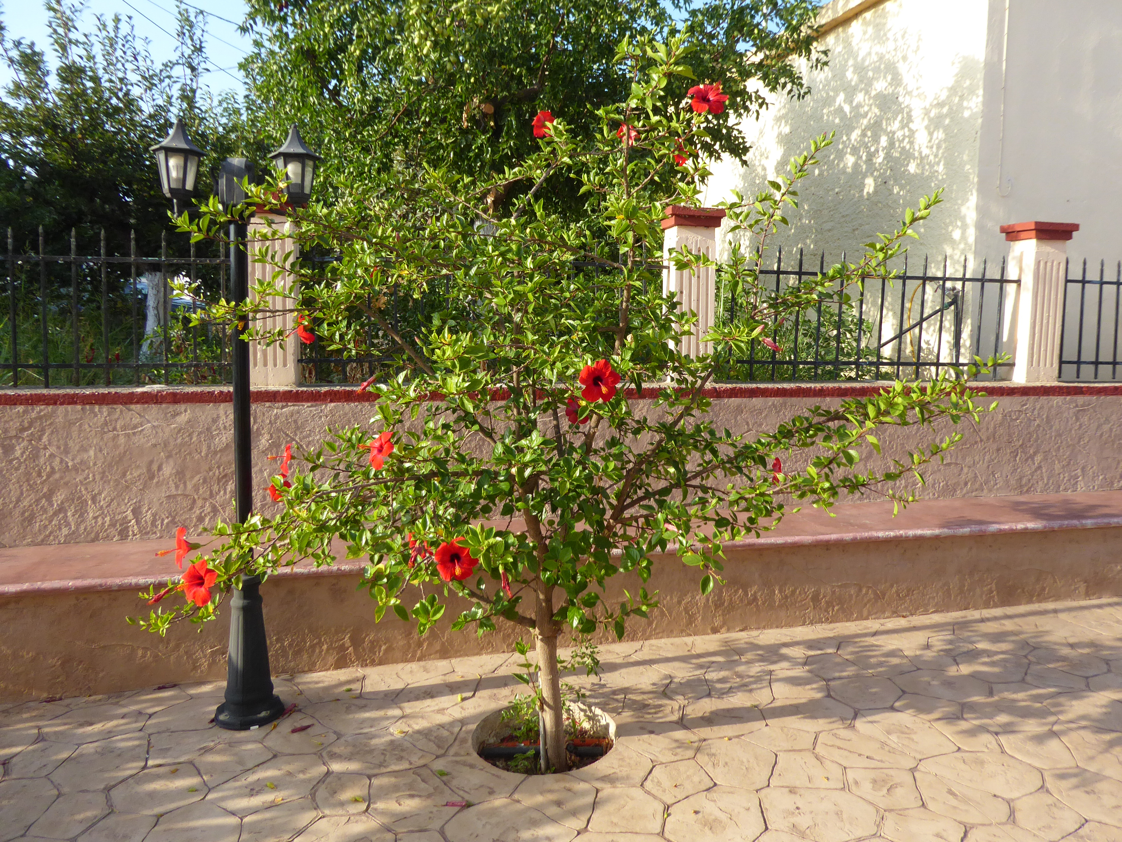 A Hibiscus rosa-sinensis tree, about 8 feet high with a dozen red flowers