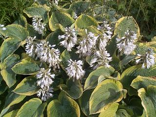 File:Hosta Frances Williams151267989.jpg