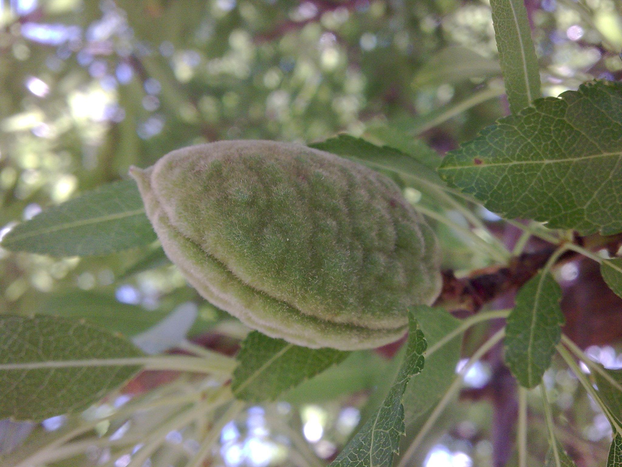 Миндаль яд. Миндаль дерево листья. Миндаль дерево болезни. Prunus Amygdalus Dulcis Fruit extract.