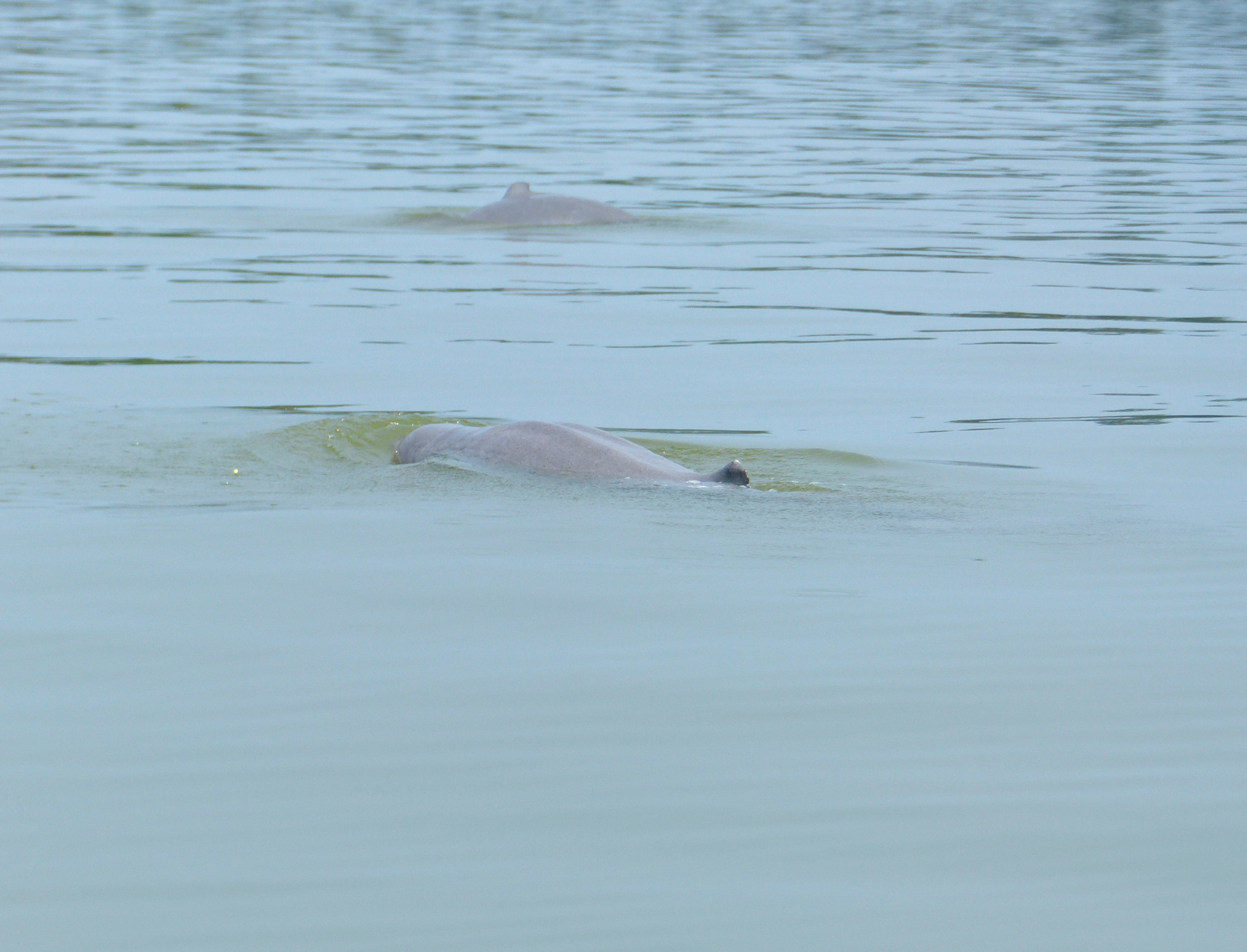 Irrawaddy Dolphins (Orcaella brevirostris) (15223253654).jpg