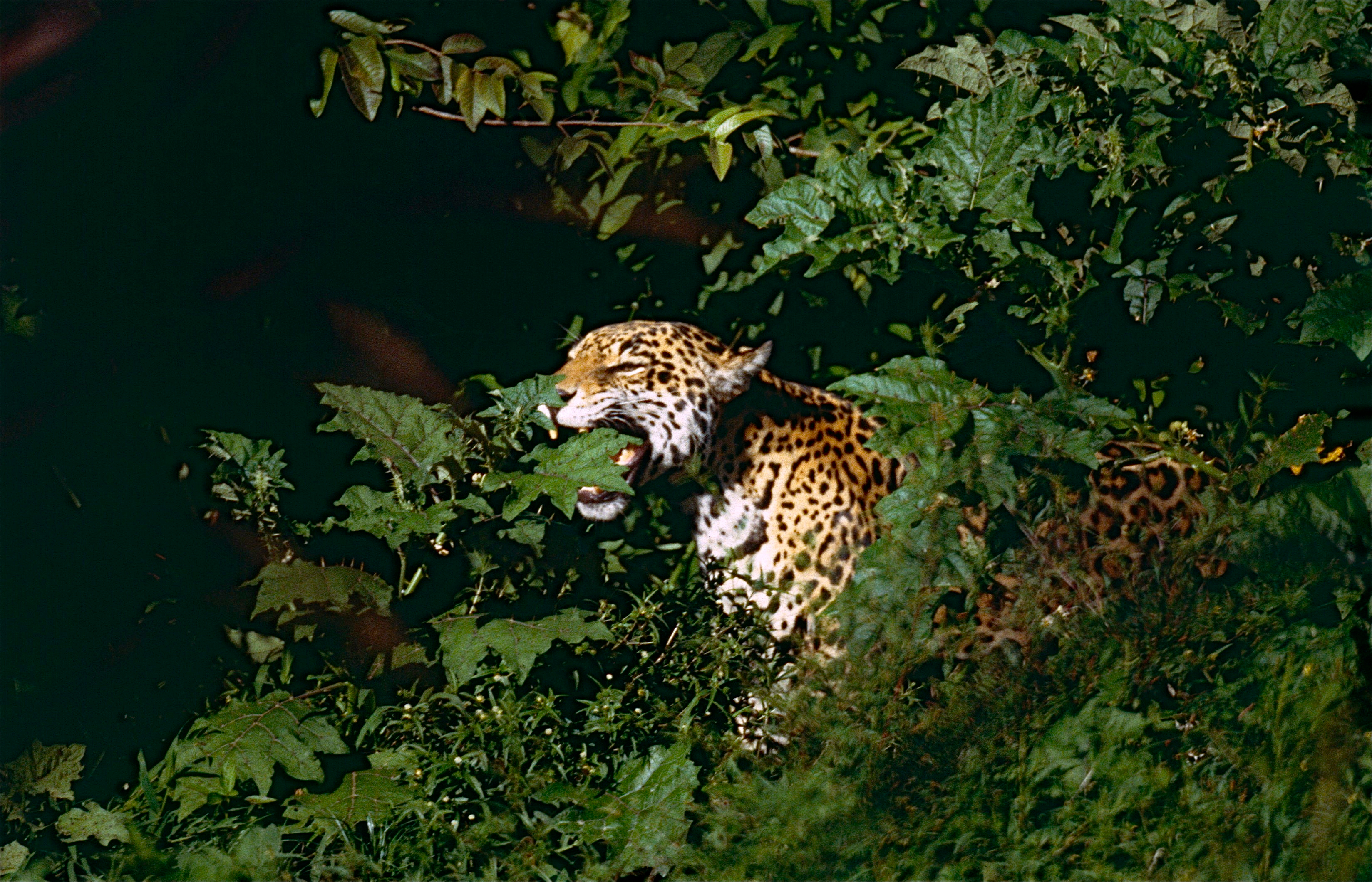 Jaguar (Panthera onca) male in "Flehmen" attitude (10532577754).jpg