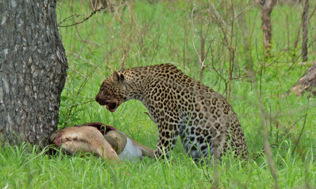 Leopard with kill (Panthera pardus) (5984424075).jpg