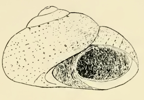 <i>Minopa reedi</i> species of mollusc