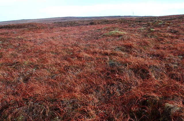 File:Moorland on Little Billia Fiold - geograph.org.uk - 1136242.jpg