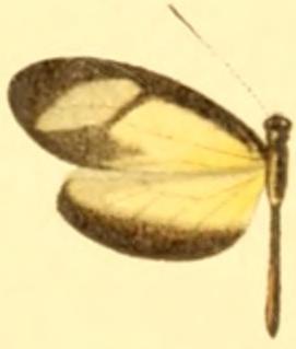 Espécime de Moschoneura pinthous methymna