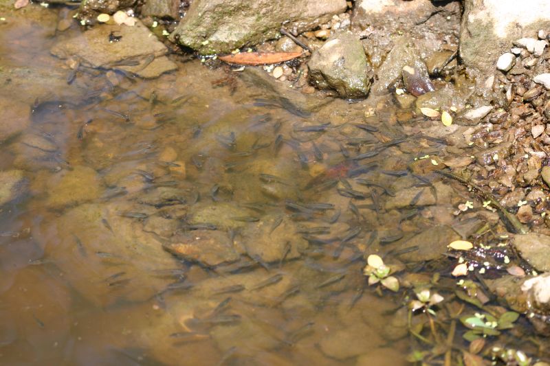 File:Mosquito Fish (Gambusia affinis).jpeg