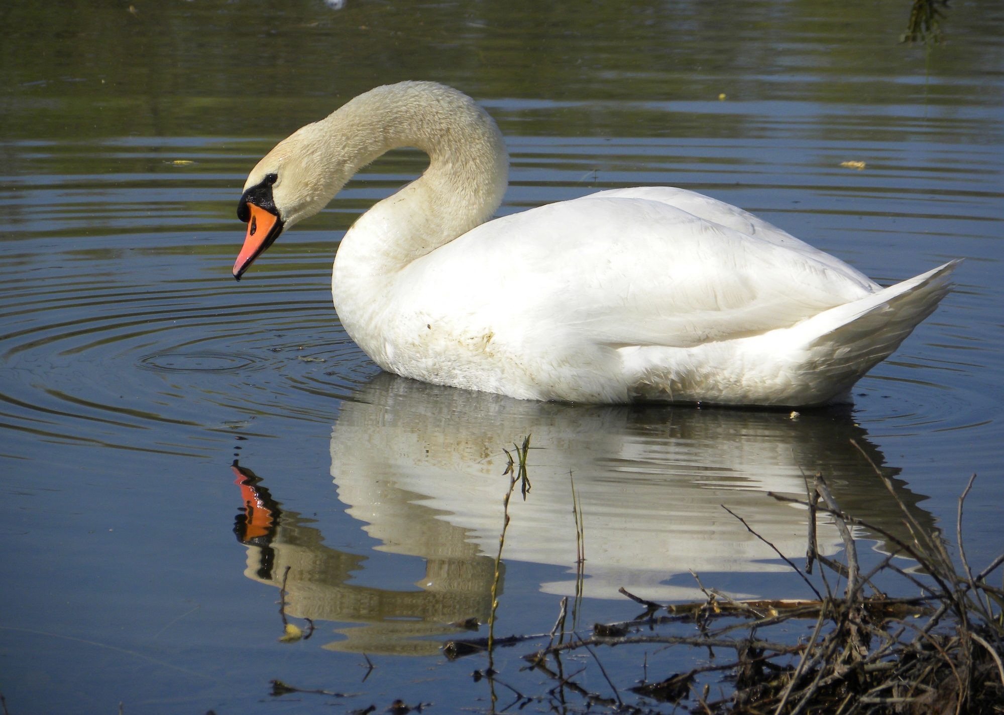File:Mute Swan (Cygnus olor) - male.jpg - Wikimedia Commons