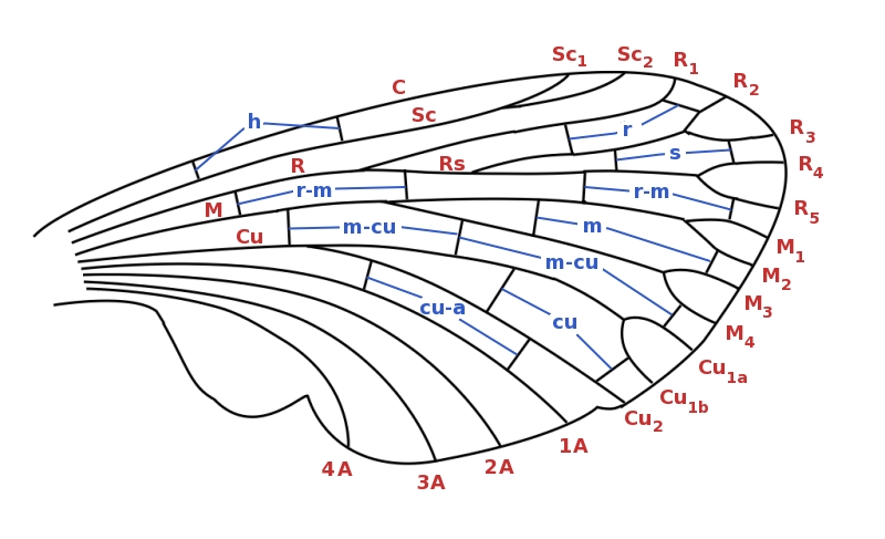 File:Nervature ala g1.jpg