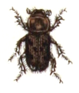 Nimbus (beetle)