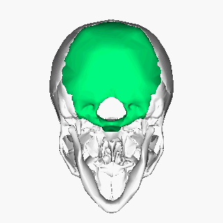 File:Occipital bone animation2.gif
