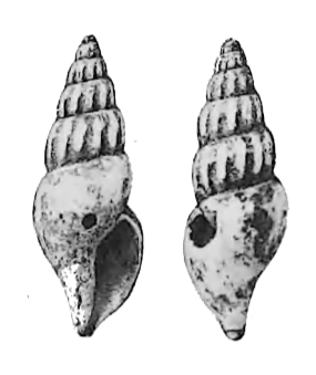 <i>Oenopota pyramidalis</i> Species of gastropod