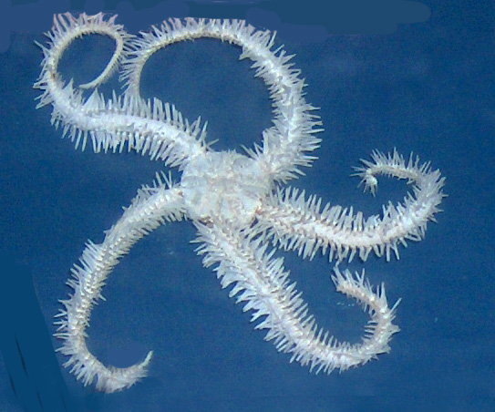 File:Ophiothrix fragiulis 001.jpg