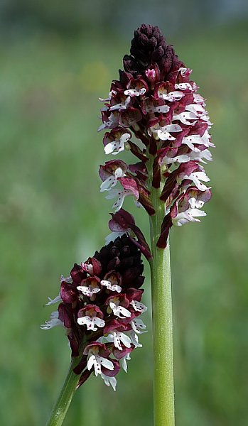 File:Orchis ustulata wiki mg-k03.jpg