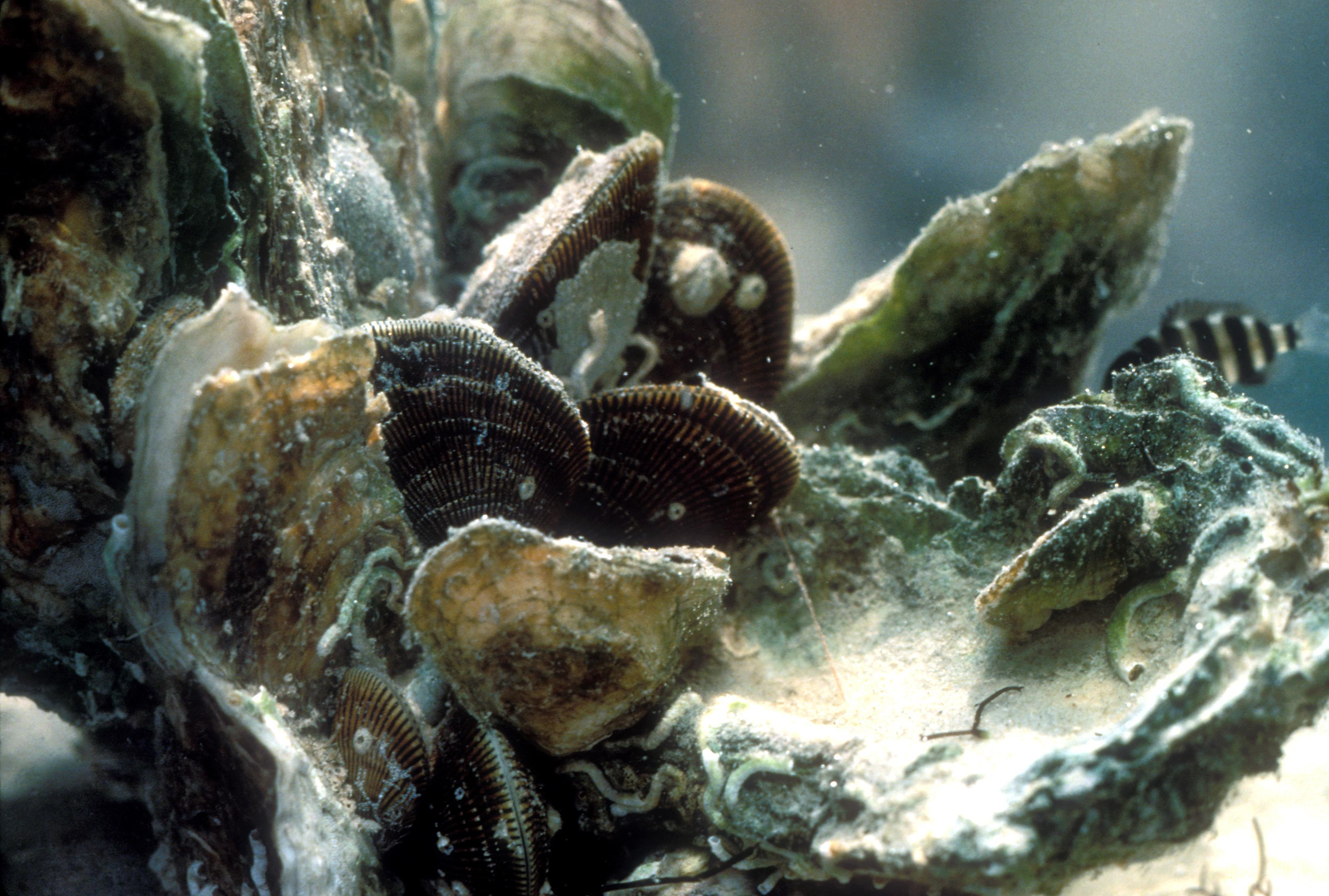 underwater oyster bed