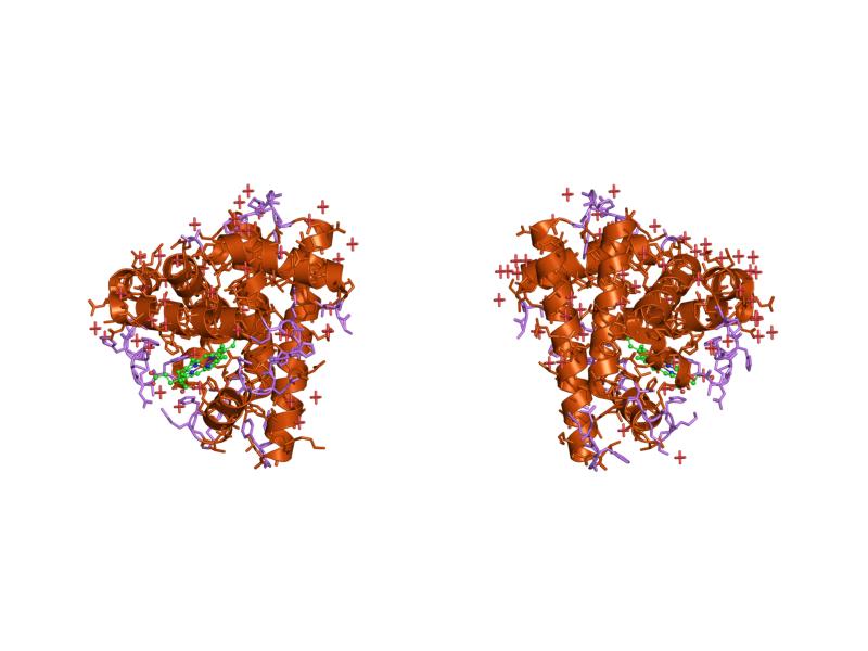 File:PDB 1myi EBI.jpg