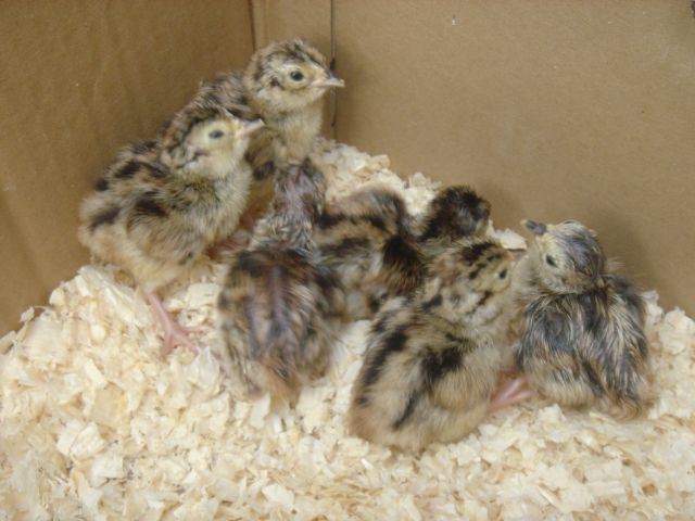 File:PheasantChicks.png