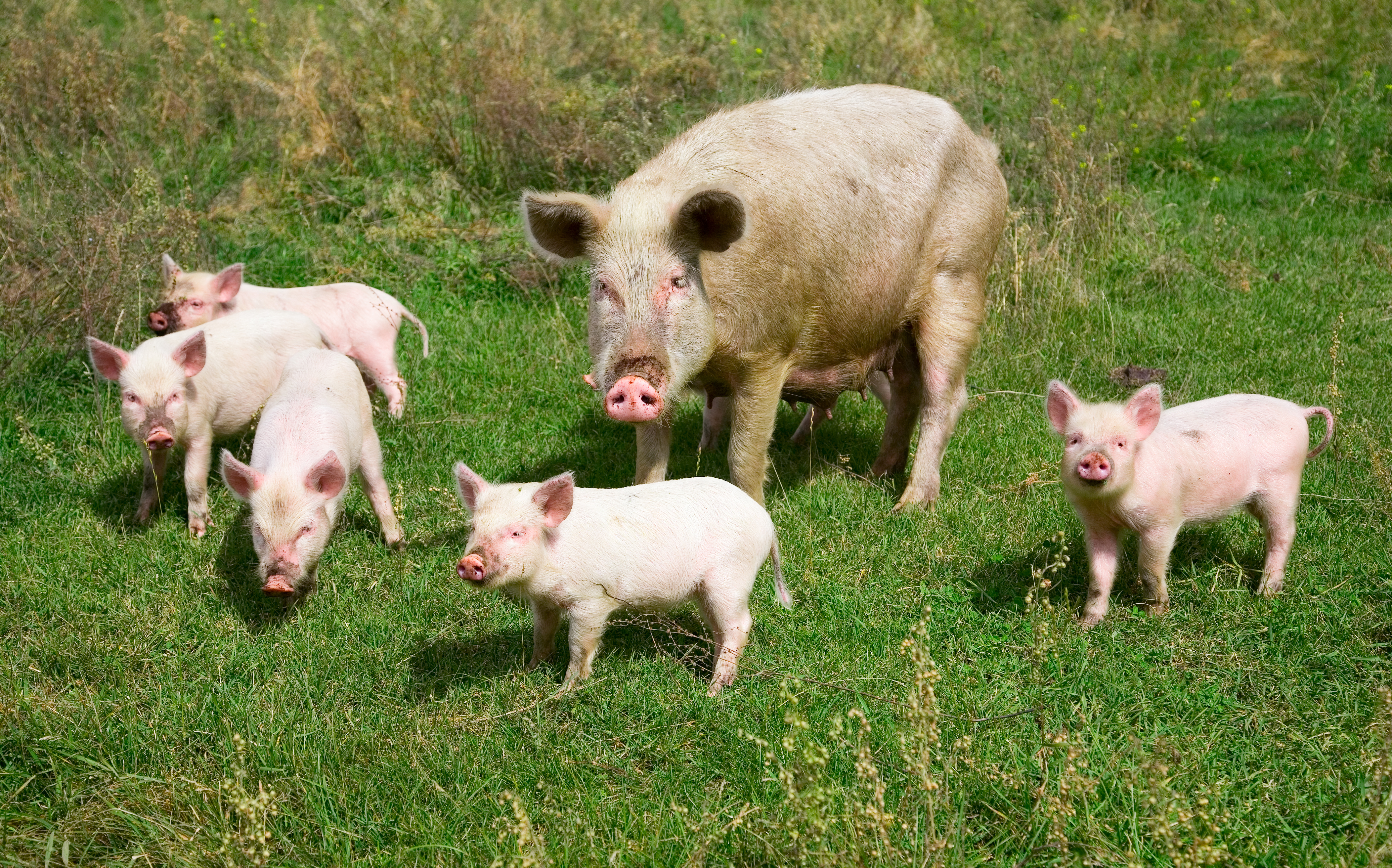 La reproduction du cochon : maturité sexuelle, cycle, gestation et