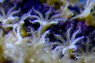 Gorgonian polyps in a reef aquarium