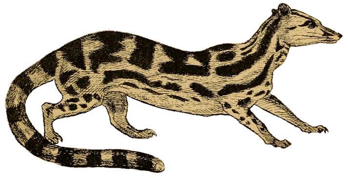 File:Prionodon maculosus.png