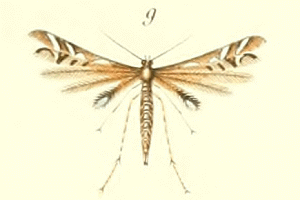 <i>Procapperia</i> Plume moth genus