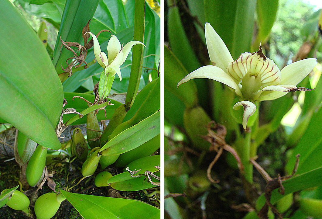 HOA GIEO TỨ TUYỆT 2 - Page 37 Prosthechea_fragrans%2C_the_Cockleshell_Orchid_%2811023213895%29