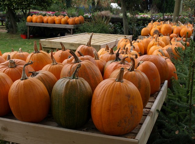 File:Pumpkins, Charlecote - geograph.org.uk - 1567532.jpg