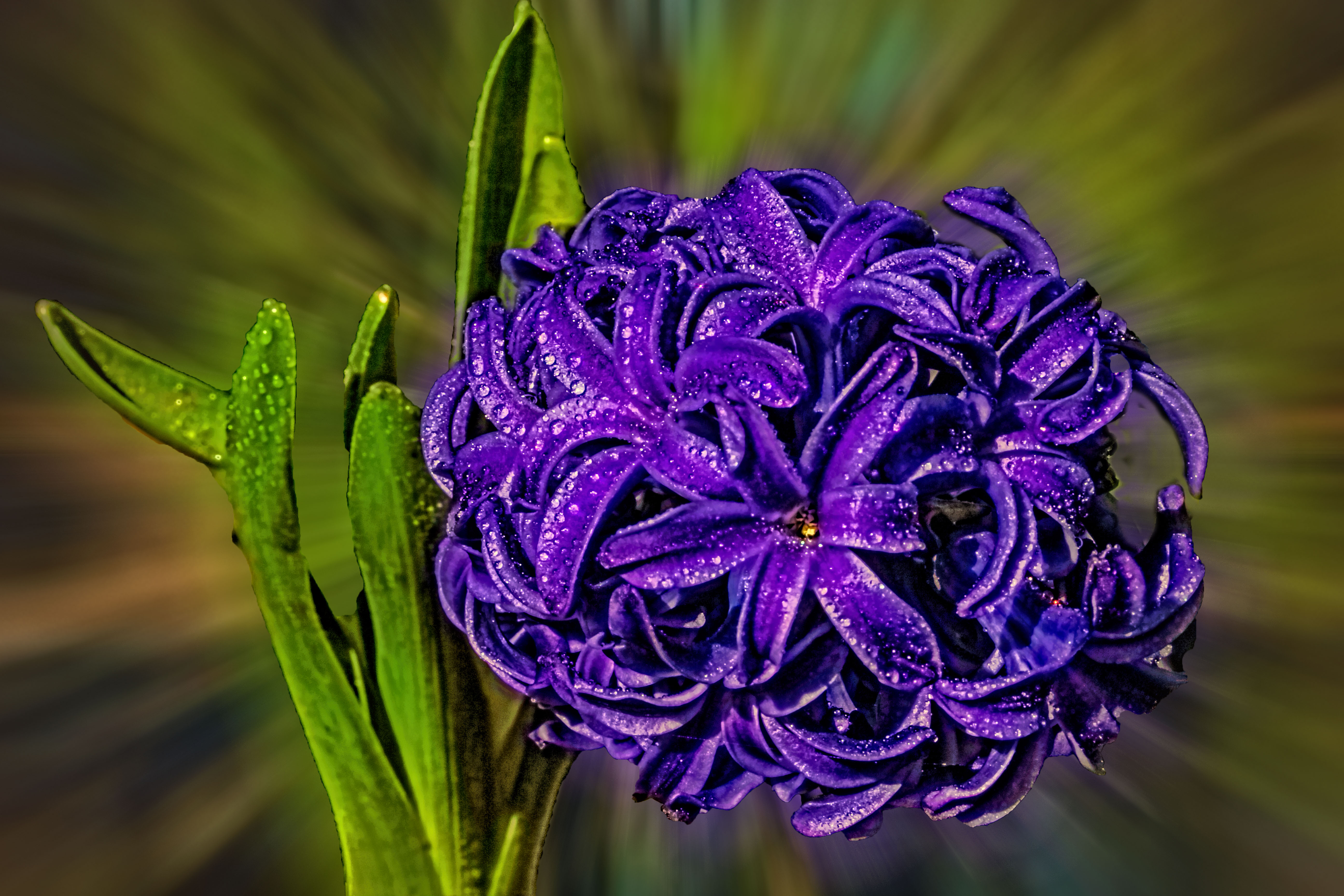 Purple hyacinth