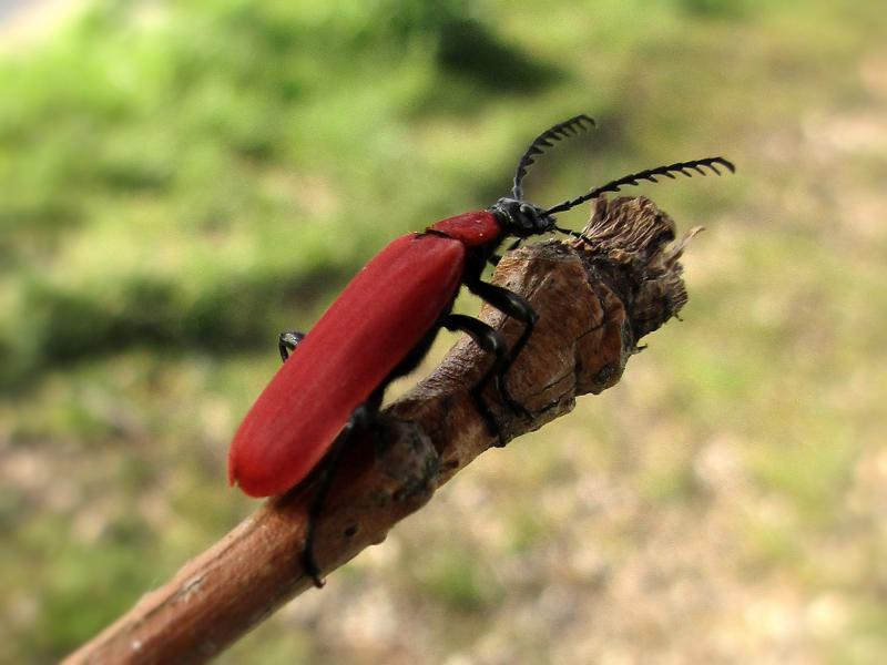 File:Pyrochroa coccinea (Cardinal beetle), Elst (Gld), the Netherlands - 2.jpg