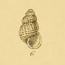 <i>Parthenina eximia</i> species of mollusc