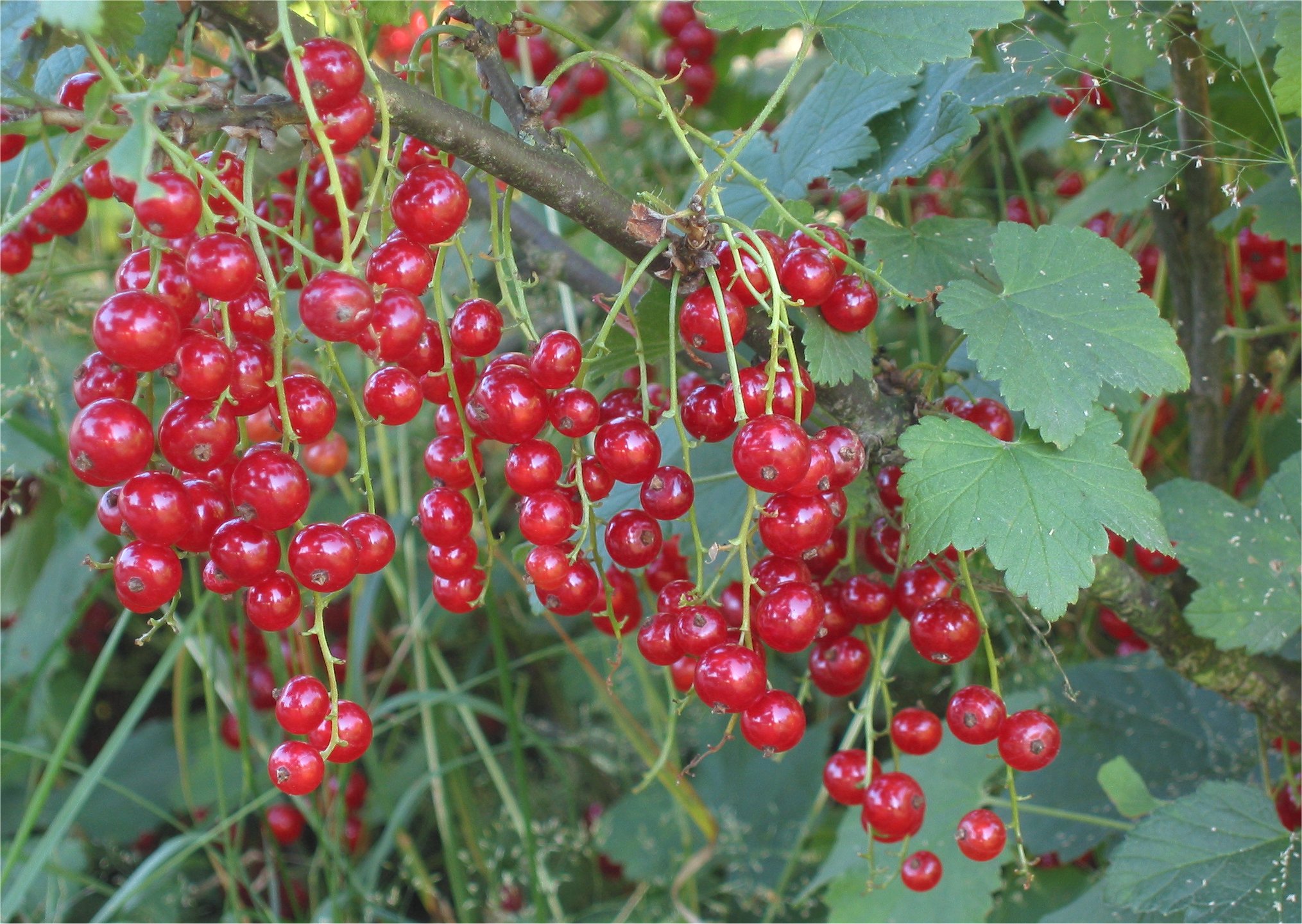 Сорт смородины ранняя сладкая. Смородина красная - ribes rubrum. Красная смородина (ribes rubrum) стриженная. Смородина Асора. Смородина красная ранняя сладкая.