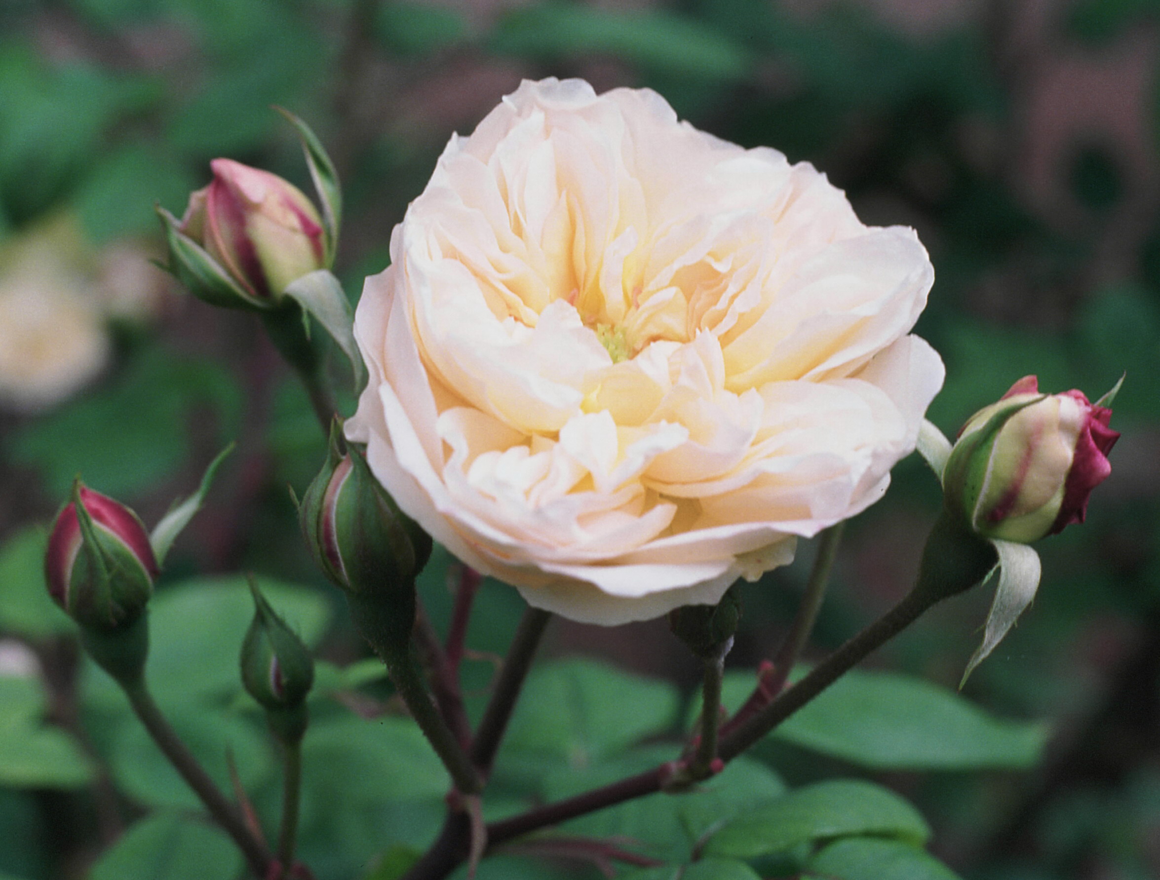 Rosa 'Blush Noisette' - Wikipedia