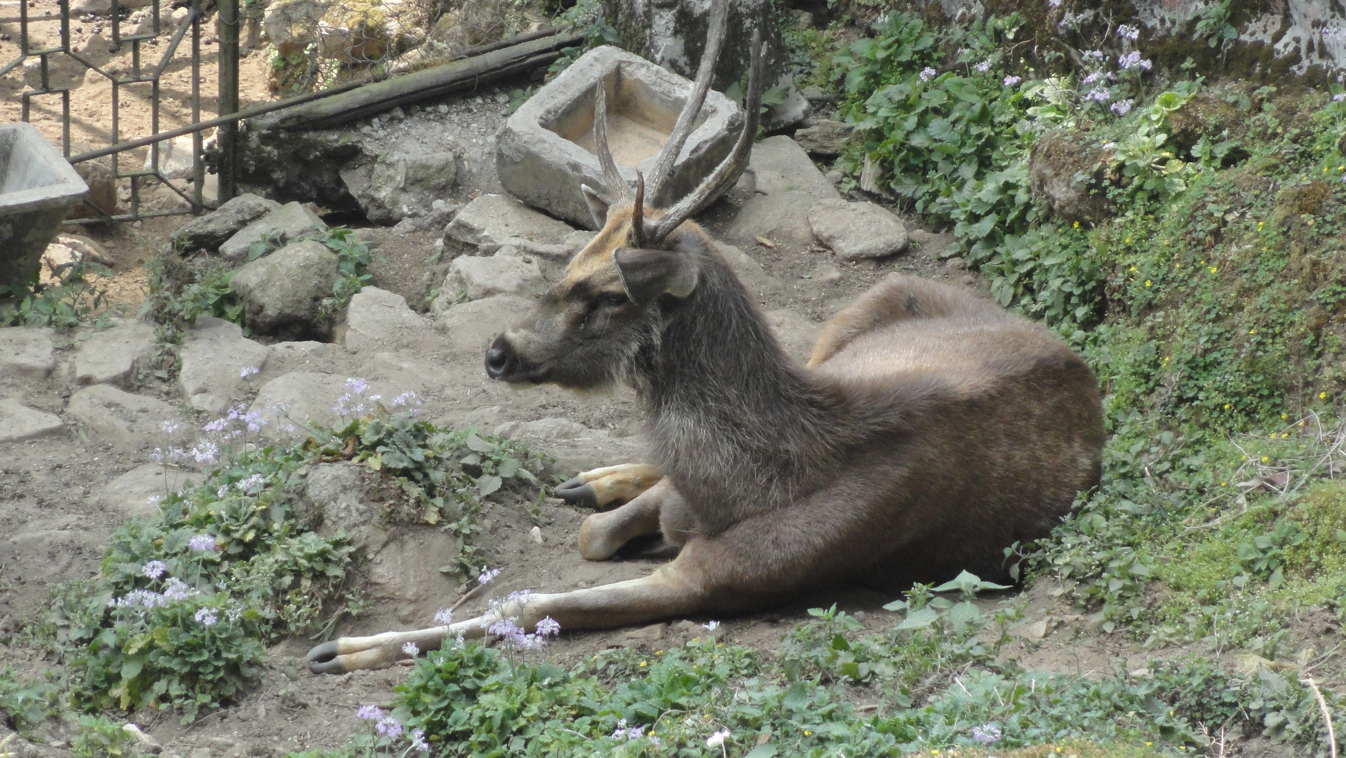 File:Sambar deer (Rusa unicolor).jpg - Wikimedia Commons
