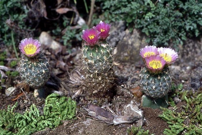 File:Sclerocactus wetlandicus ssp ilseae fh 0700 in cultur ABC.jpg