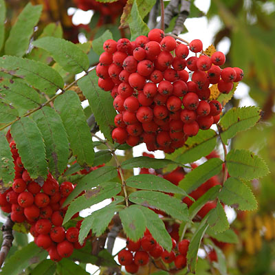 File:Sorbus aucuparia fruits.jpg